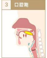 口腔期