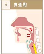 食道期