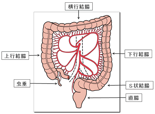 腸